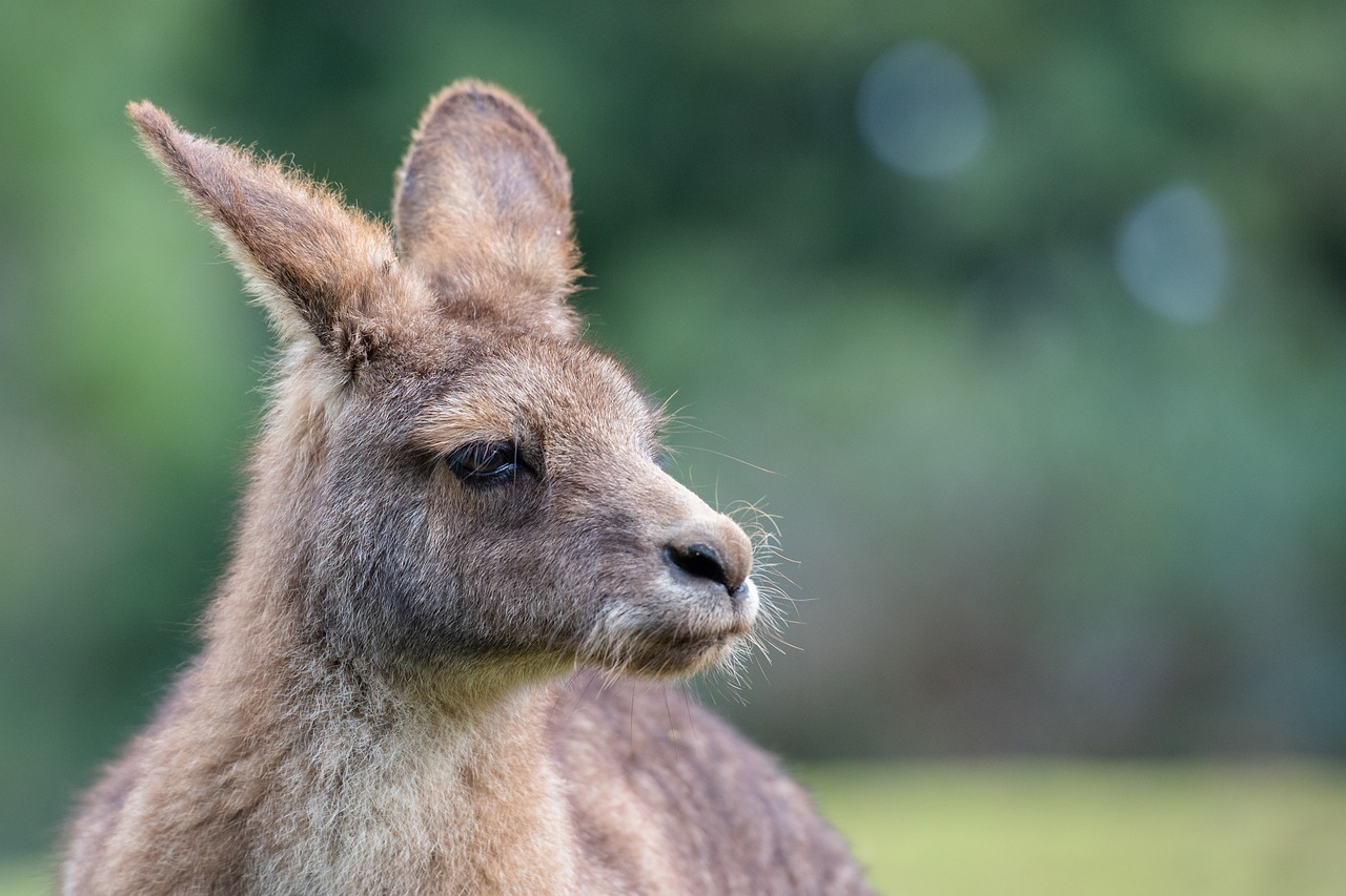 kangaroo, eastern grey kangaroo, macropus giganteus-6569883.jpg