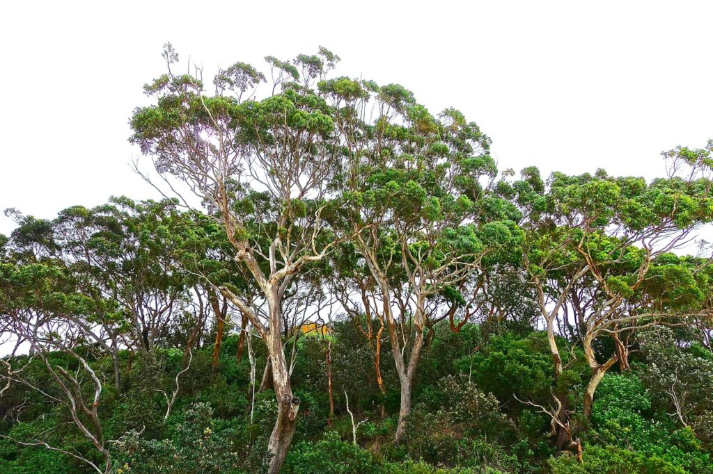 trees, gumtree, eucalyptus-562534.jpg